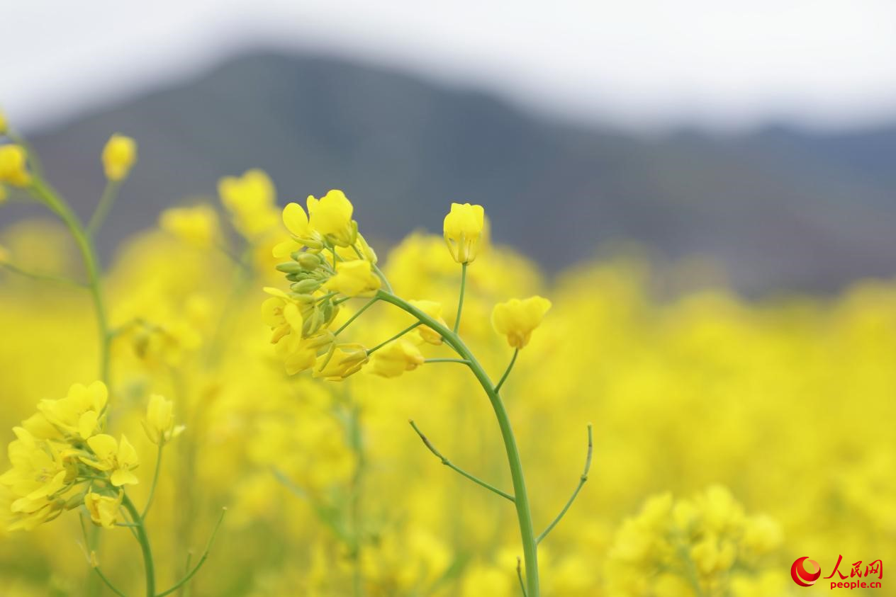 金色油菜花鋪滿大地。 人民網(wǎng) 李海霞攝