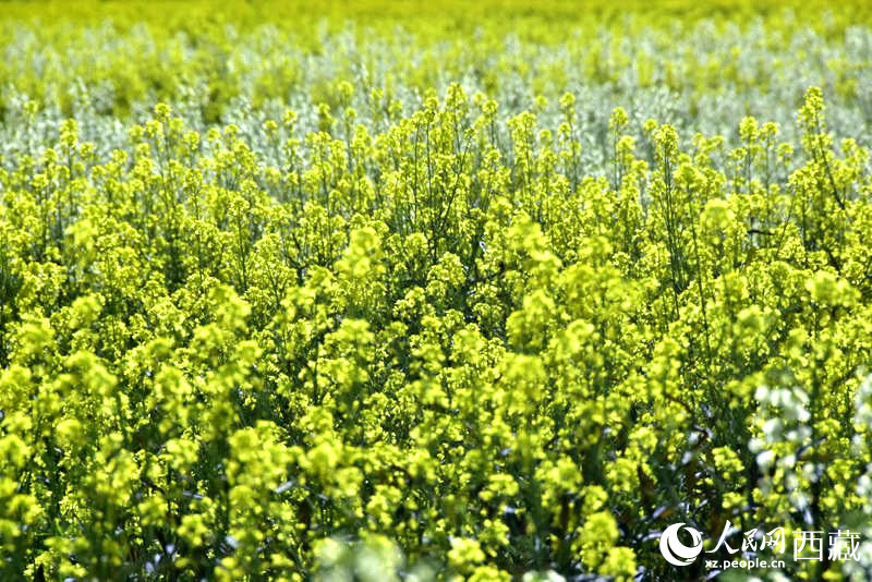 盛開的小油菜花。人民網(wǎng) 李海霞攝