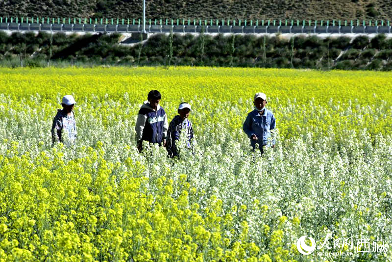 小孩在油菜花田嬉戲。人民網(wǎng) 李海霞攝